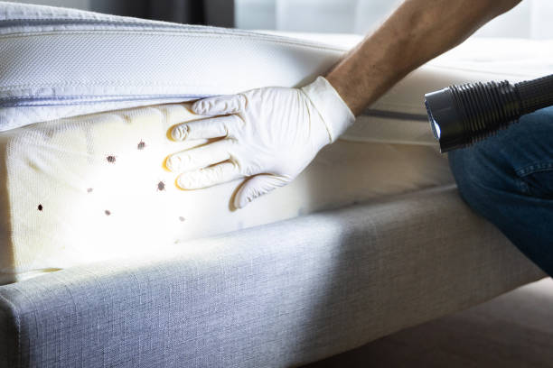 Best Emergency Pest Control  in Hopkins, MN
