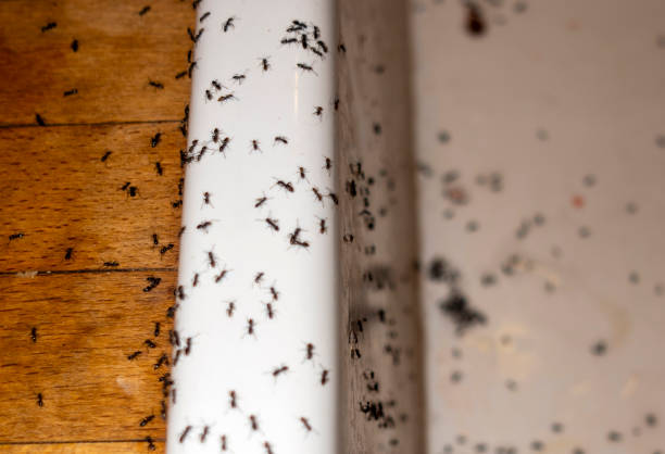 Best Local Pest Control Services  in Hopkins, MN
